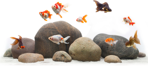 Рыбы и камни